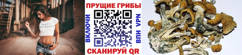 Галлюциногенные грибы Cubensis  Кировск 